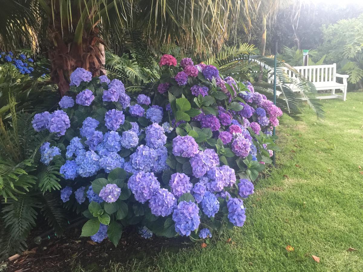 Constantia Valley Lodge Cape Town Ngoại thất bức ảnh
